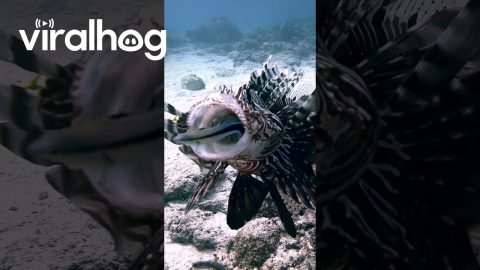 Dental Care for Lionfish || ViralHog