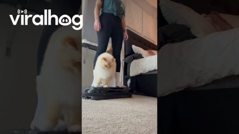 Vocal Cat Vibrates With Mom || ViralHog