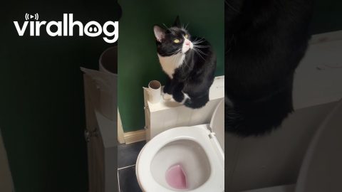 Cat Urinates In Toilet || ViralHog