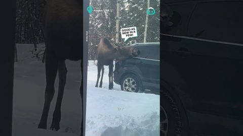 Moose Car Wash || ViralHog