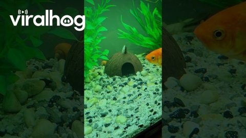 Stuck Fish Removed From Coconut Hide Hole || ViralHog