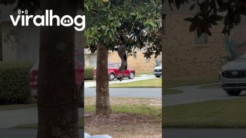 Determined Dog Goes For Fresh Stick || ViralHog