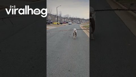 Dog Carries the Biggest Stick || ViralHog