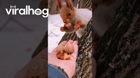 Hand Feeding Friendly Squirrels || ViralHog