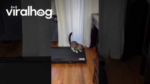 Cat Discovers Treadmill || ViralHog