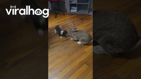 Hyper Puppy Wants to Play With Giant Bunny Real Bad || ViralHog