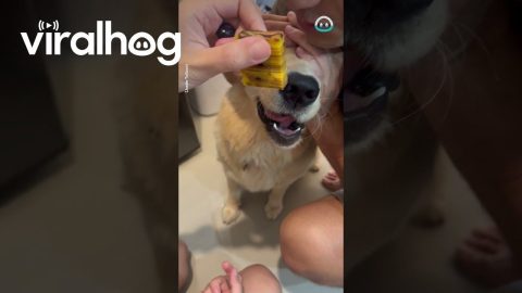 Tricking My Golden Retriever into Eating Broccoli || ViralHog