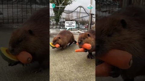 Beavers Bring Their Vegetables Home || ViralHog