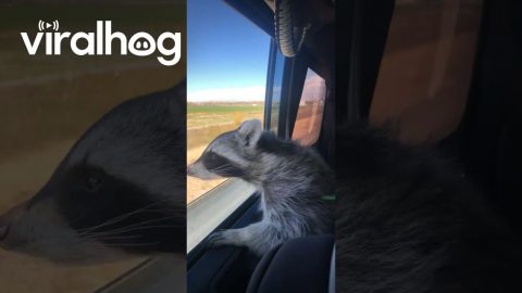 Hop In, We’re Cruisin! || ViralHog