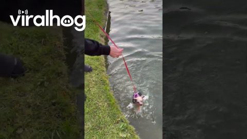 Yorkie Goes for Unexpected Swim || ViralHog