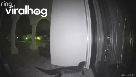 Alligator at the Front Door in Osprey, Florida || ViralHog