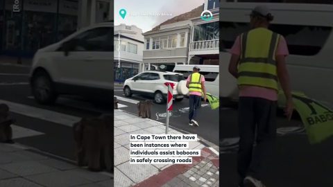 Crossing Road Assistance For Baboons || ViralHog