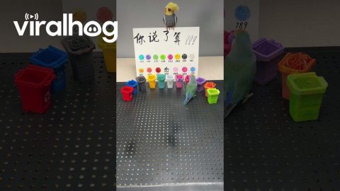 Little Bird Cleverly Sorts Colorful Litter || ViralHog