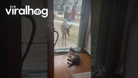 Cat Meets a Deer for the First Time || ViralHog