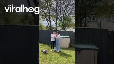 Defecating Doggo Photobombs Gender Reveal || ViralHog
