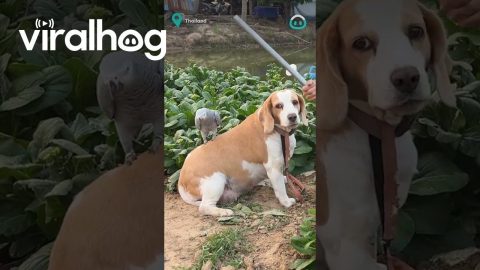Bird Slides Down Beagle's Back || ViralHog