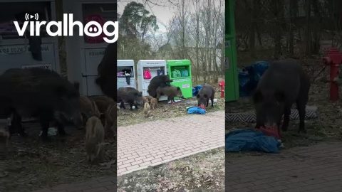 Growing Wild Boar Family Digs Through Bins || ViralHog