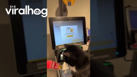 Cat Blocks Register At Supermarket Checkout || ViralHog