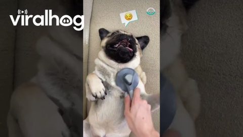 Pug Hair Hat From Pug Hair || ViralHog