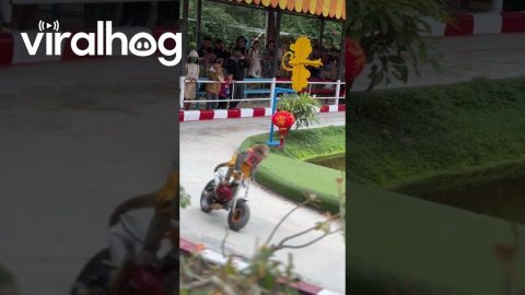 Monkeys Riding Motorcycles || ViralHog
