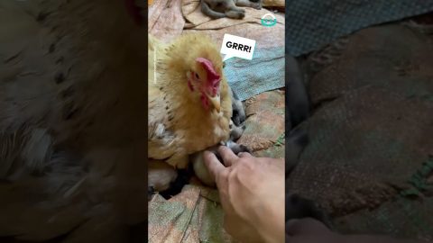 Chicken Sits On Puppy Litter || ViralHog