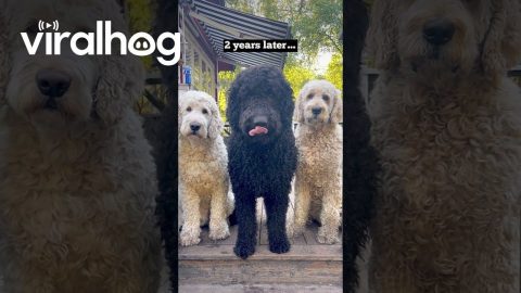 Puppy Transforms Into Gentle Giant || ViralHog