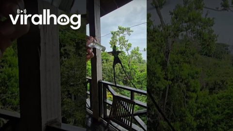 Hand Feeding A Hummingbird || ViralHog