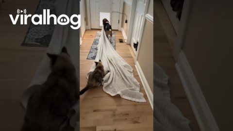 Cat Tags Along As Beagle Takes Blanket || ViralHog