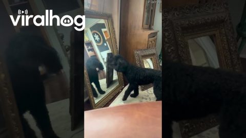 Showing The Dog In The Mirror Who's Boss || ViralHog