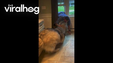 Guard Dog Loves Dad Climbing Through Window || ViralHog