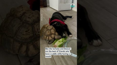 Tortoise and Dog Share a Lettuce || ViralHog