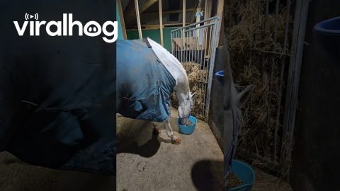 Happy Horse Moonwalks for Dinner || ViralHog