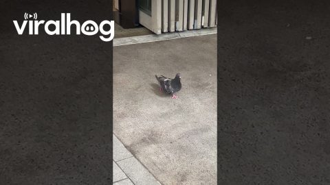 Shufflin' Pigeon || ViralHog