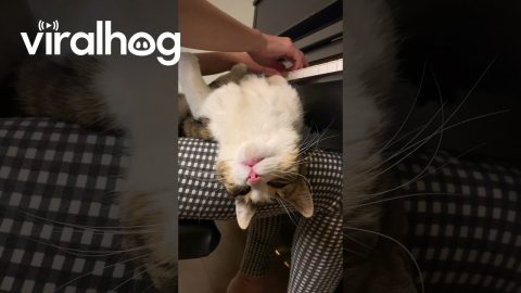 Upside-Down Cat Enjoys Woman's Piano Playing || ViralHog
