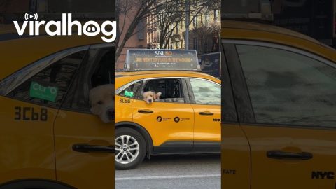 Golden Retriever Waves From Taxi || ViralHog