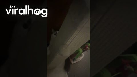 Magnolia Won't Let You Out of Her Sight || ViralHog