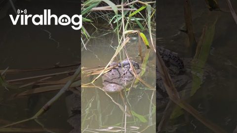 Young Crocodile Climbs on Patient Mother's Head || ViralHog