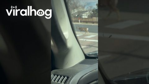 Deer Know How to Safely Use Crosswalk || ViralHog