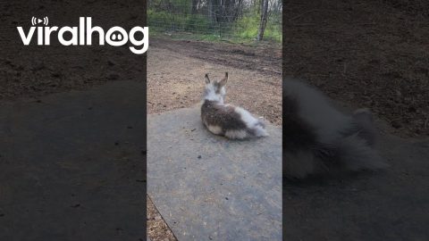 Baby Mini Donkey Learning to Roll || ViralHog