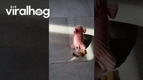 Dog's Toy Pooped || ViralHog
