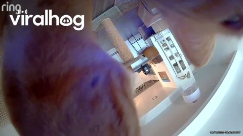 Orange Cats Knock Over Camera || ViralHog