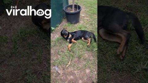 Dog Scolded For Digging Hole In Ground || ViralHog