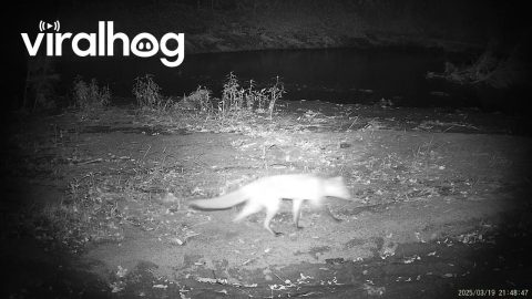 Two Unlikely Friends Out for Late Night Walk || ViralHog