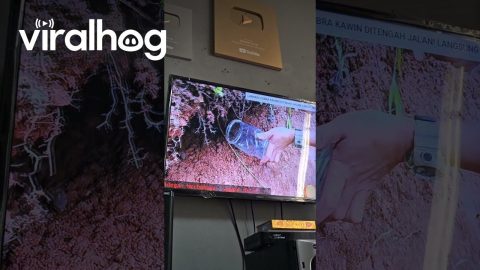 Watching TV With a King Cobra || ViralHog