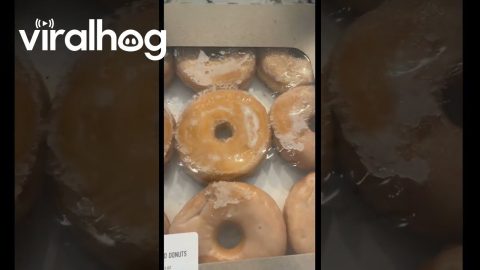 Cat Warms Up Donuts With Its Butt || ViralHog