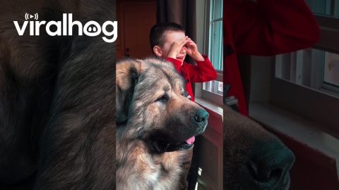 Boy and His Giant Guard Dog Can’t Wait for Dad to Come Home || ViralHog