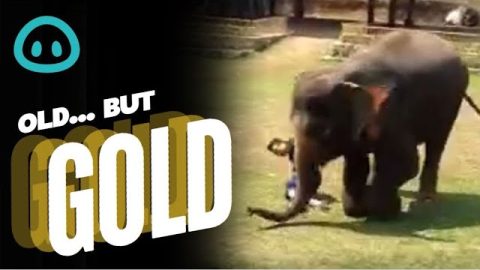 Elephant Protects Human Friend || ViralHog