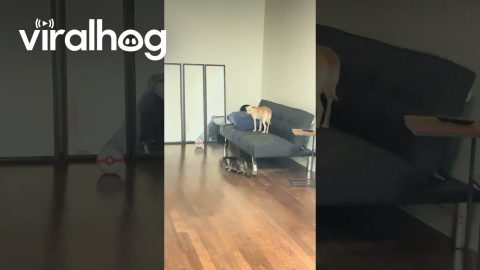 Sneak Attack From Lurking Cat || ViralHog