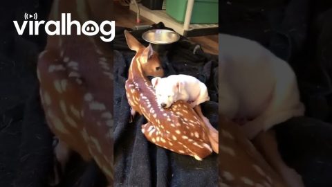 Deer and Puppy Snuggle Buddies || ViralHog