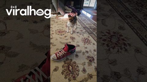 Dog Gags At Shoe's Stench || ViralHog